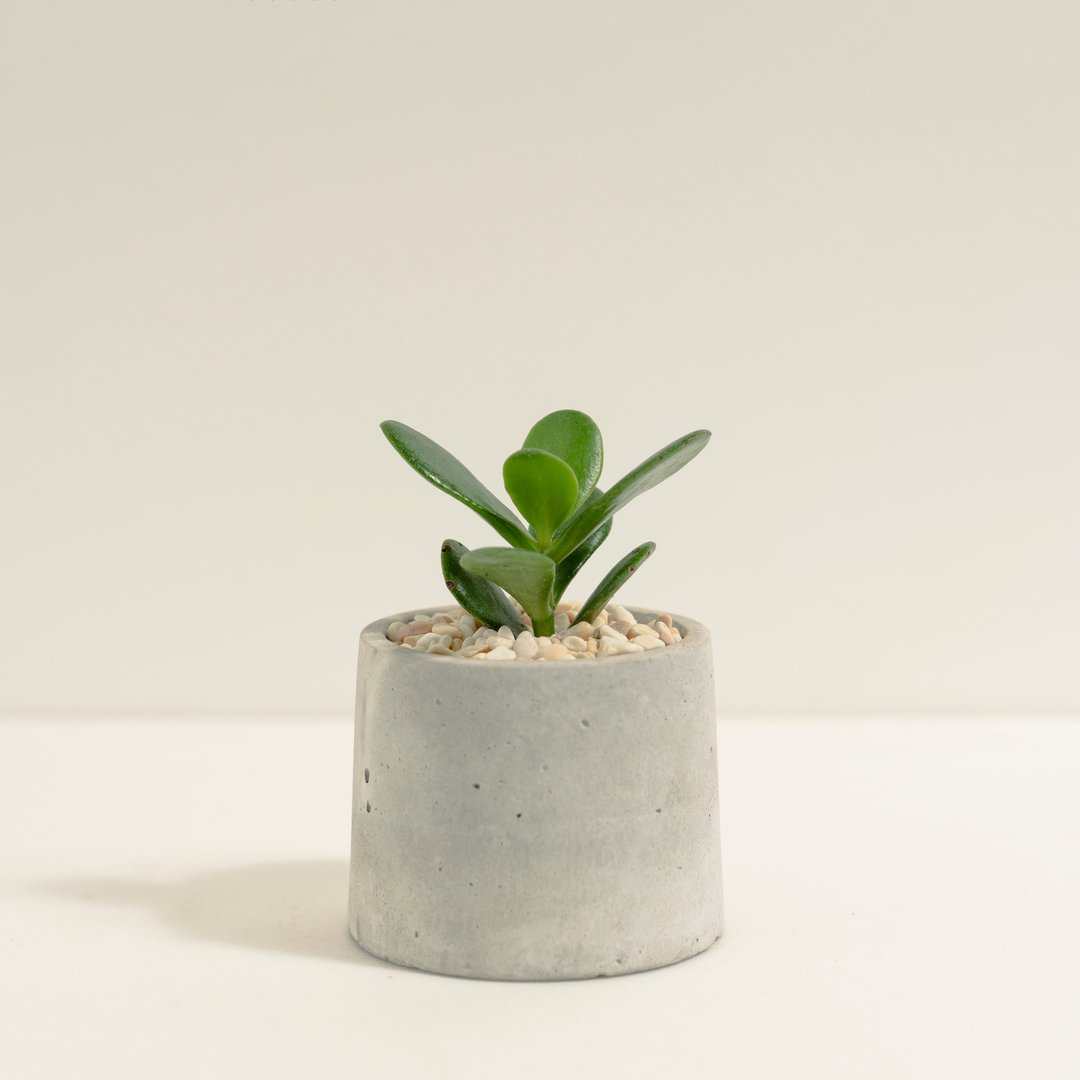 翡翠木│泥作系列│福所栽 - 植栽/盆栽 - 水泥 绿色