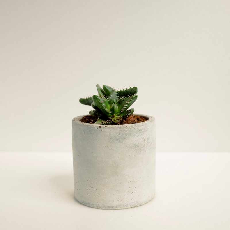 虎腭│泥作系列│福所栽 - 植栽/盆栽 - 水泥 绿色