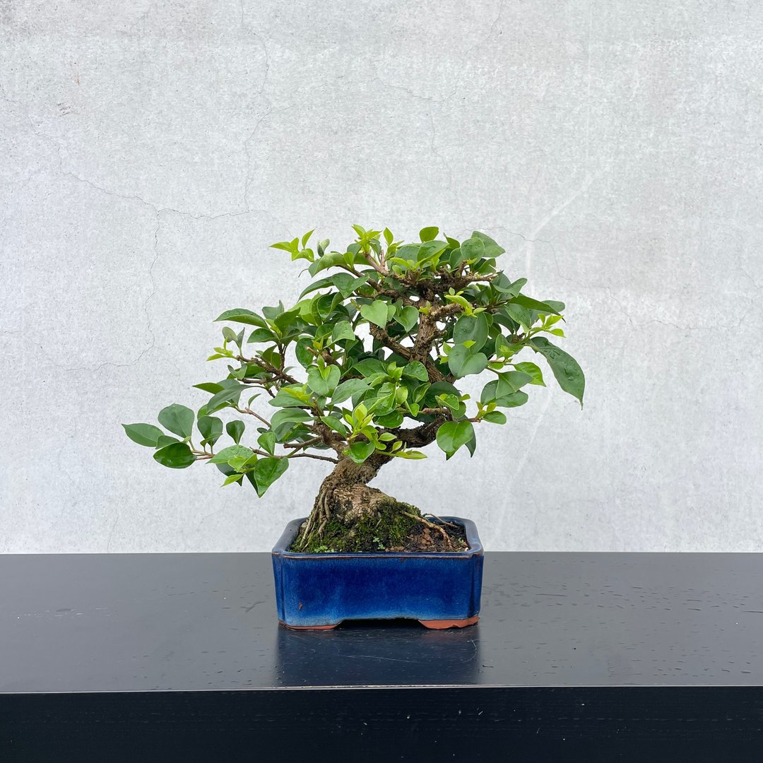 小品盆栽-九重葛 盆景 送礼 - 植栽/盆栽 - 植物．花 