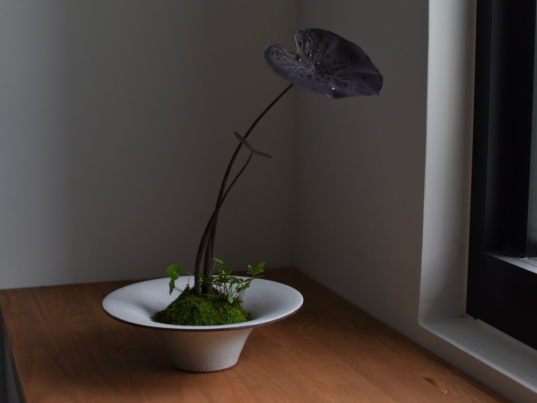 陶事 侘草钵 苔球钵 苔玉钵 - 花瓶/陶器 - 陶 白色