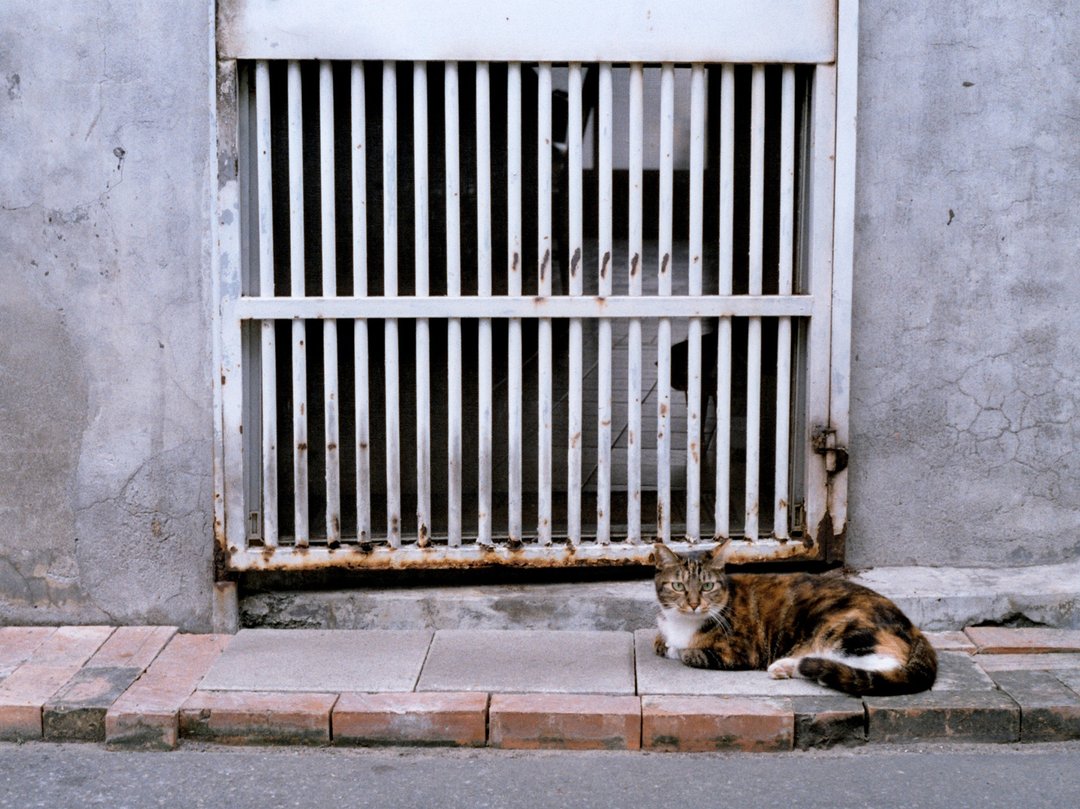 Cat 电脑/平板/手机 数位壁纸 彩色黑白双版本 底片摄影 - 电脑手机桌布/贴图/App 图示 - 其他材质 