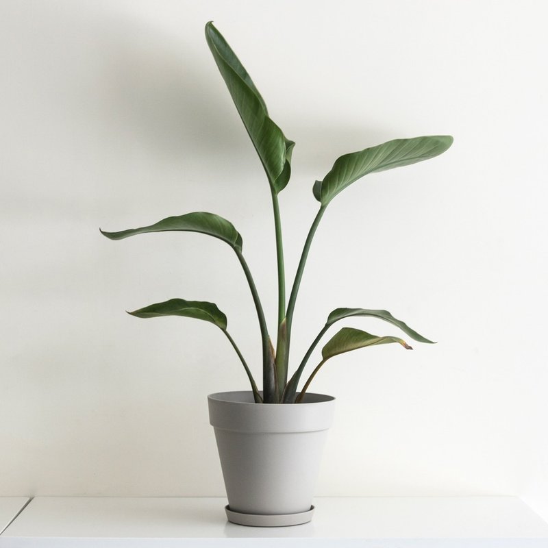 Bird of Paradise 天堂鸟大型室内植栽_荷兰设计极简雾面盆 - 植栽/盆栽 - 植物．花 