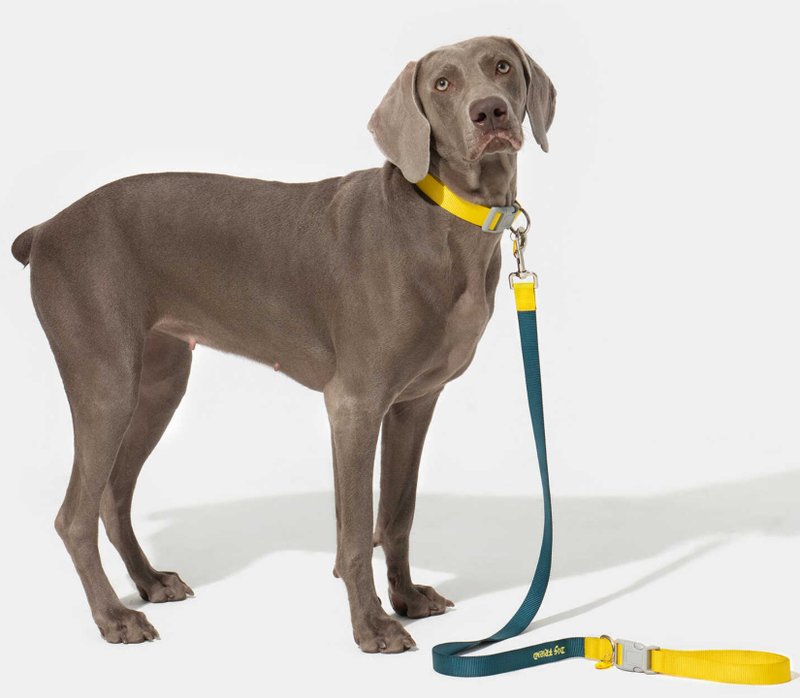 【牵引绳】大中小型犬可调节项圈 - 项圈/牵绳 - 其他材质 多色