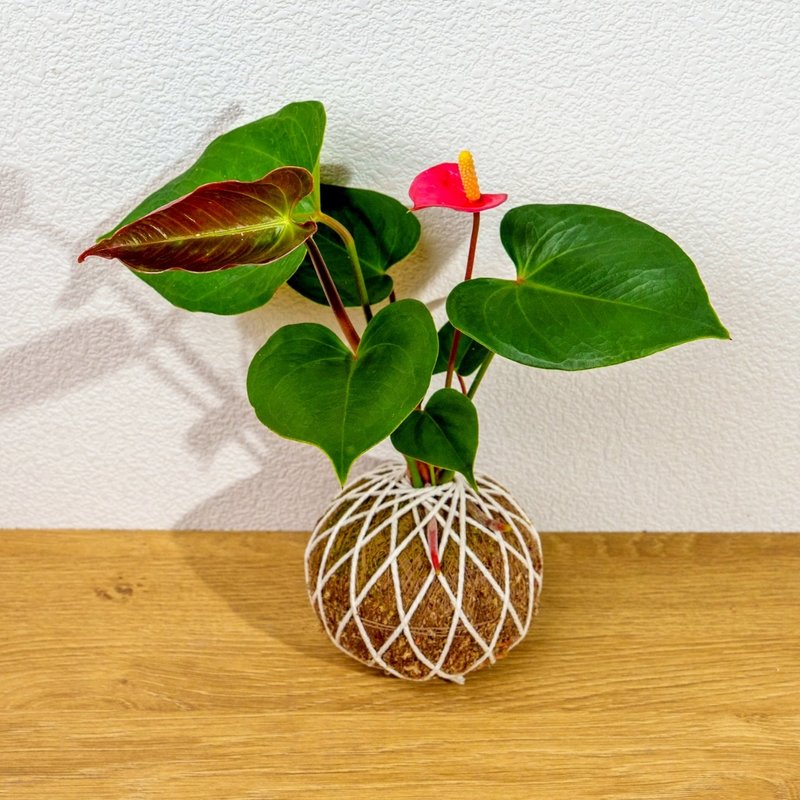 苔球植物 火鹤苔球 苔玉 礼物 送礼 桌上盆栽 - 植栽/盆栽 - 植物．花 绿色