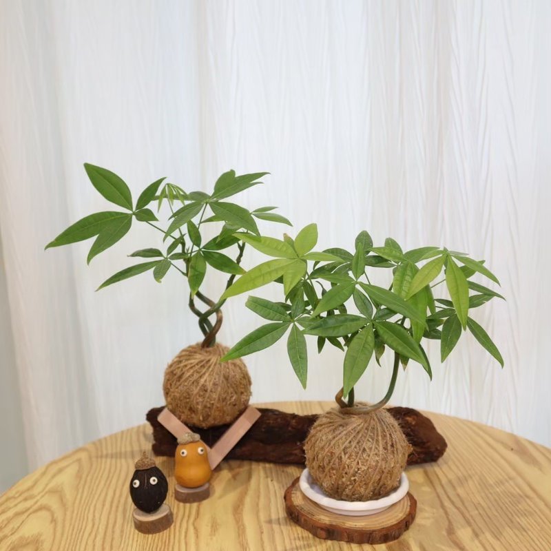 |发财树、马拉巴栗苔球| 赠送塑胶底座 / 植男人绅 手作苔球 - 植栽/盆栽 - 植物．花 绿色