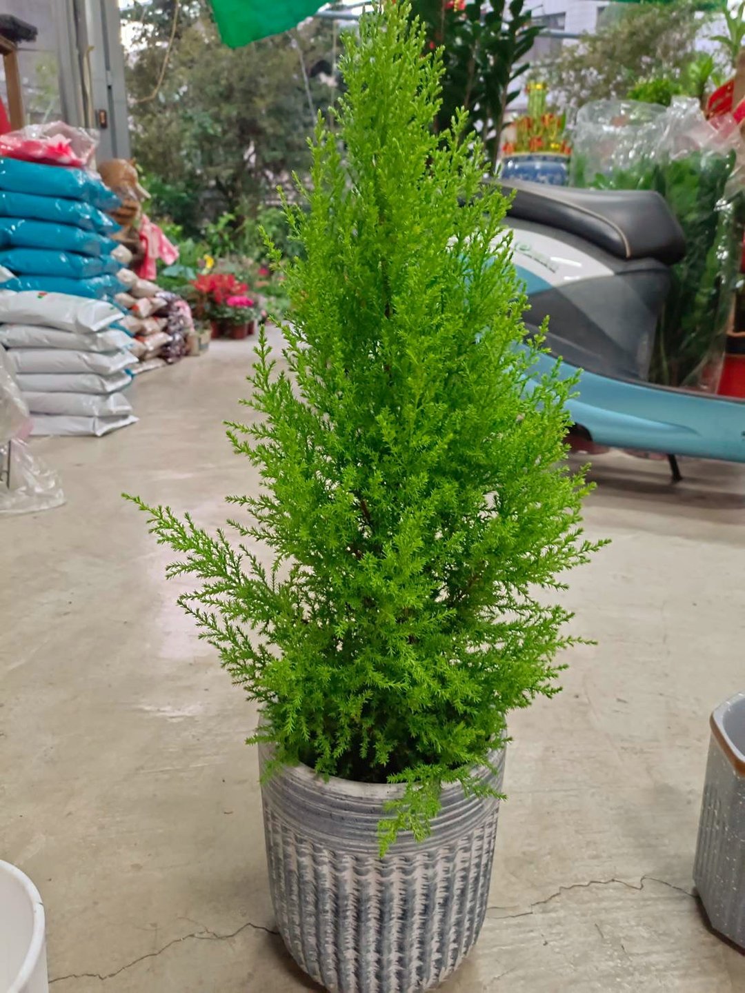 【圣诞限定】圣诞树/香冠柏 简约高质感盆栽 送礼自用摆设 - 植栽/盆栽 - 陶 
