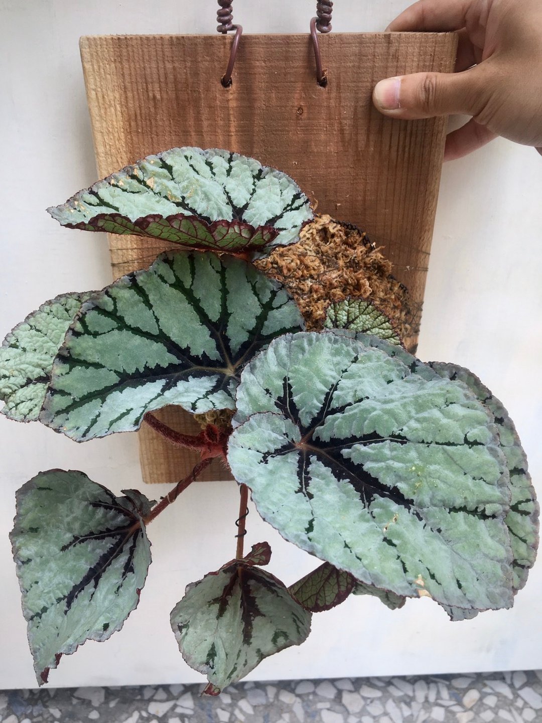 【仙子秋海棠】植物上板(大板) 生日礼物 观叶植物 室内植物 - 植栽/盆栽 - 植物．花 