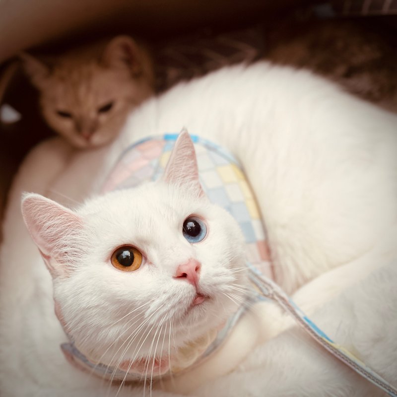 2022 SHAPU La-大角度胸背衣-彩菱格(不含牵绳) - 项圈/牵绳 - 聚酯纤维 