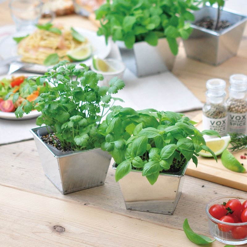 【福利品特卖】Delish Garden 美式铁盒自培盆栽 / 薄荷 - 植栽/盆栽 - 其他金属 银色
