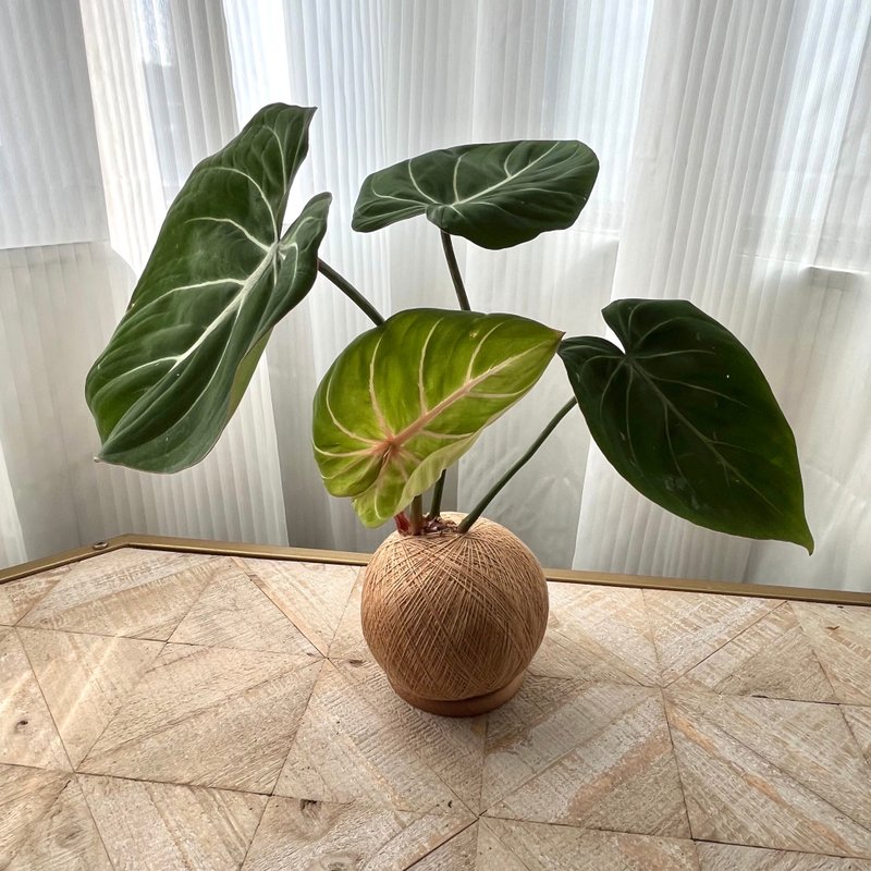 圆柄锦缎蔓绿绒 手作植栽苔球 - 植栽/盆栽 - 植物．花 