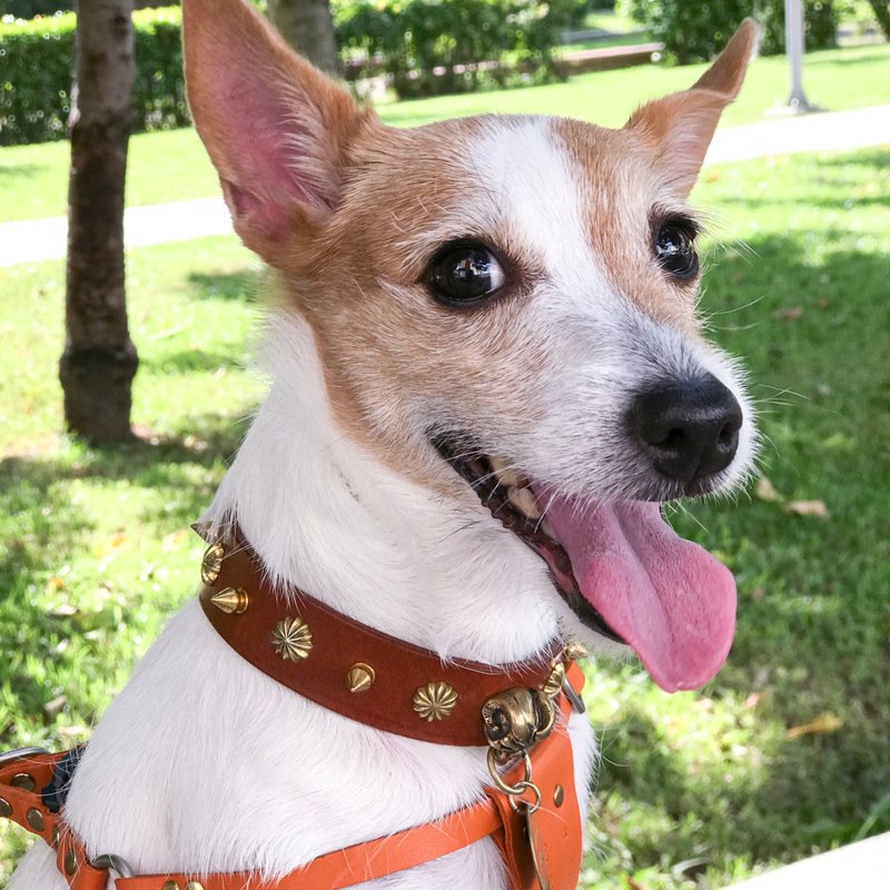 童话传说宠物亲子套组含项圈及手环│限量版10条 - 项圈/牵绳 - 真皮 咖啡色