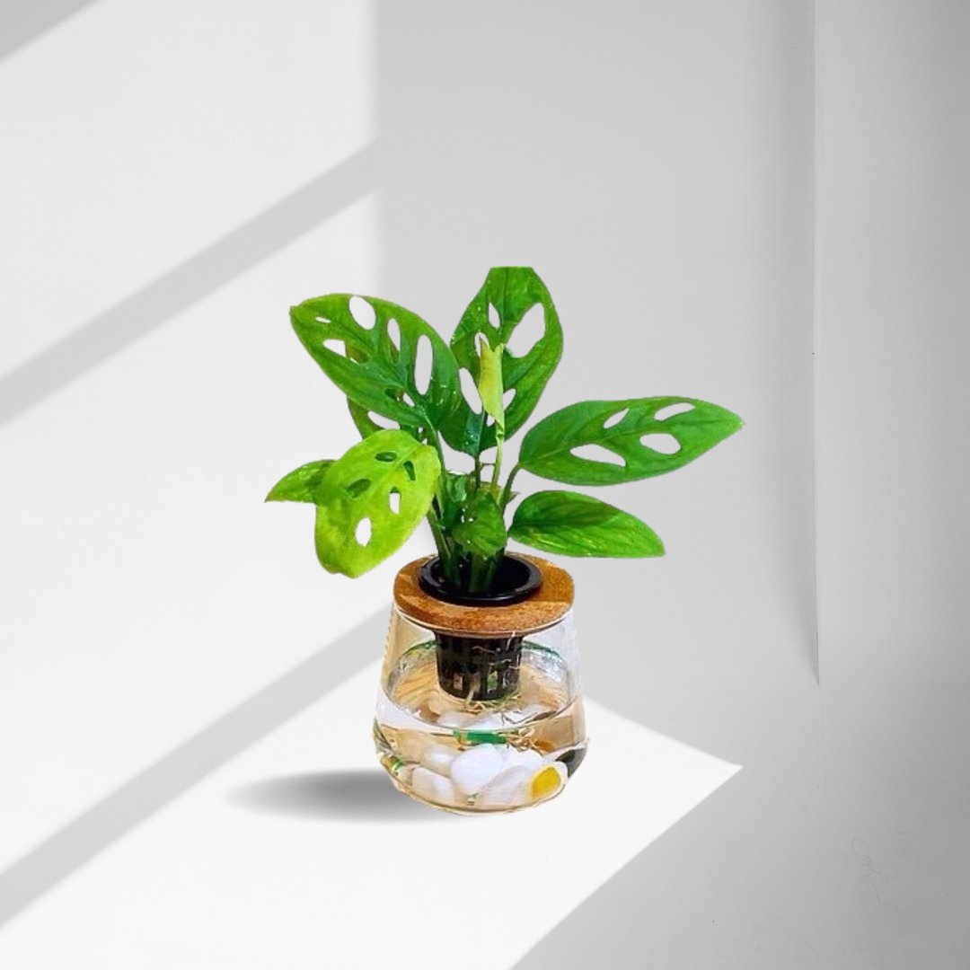 蕨美植栽 水耕植栽 窗型龟背芋 (洞洞蔓绿绒) x 弧形玻璃瓶 - 植栽/盆栽 - 植物．花 