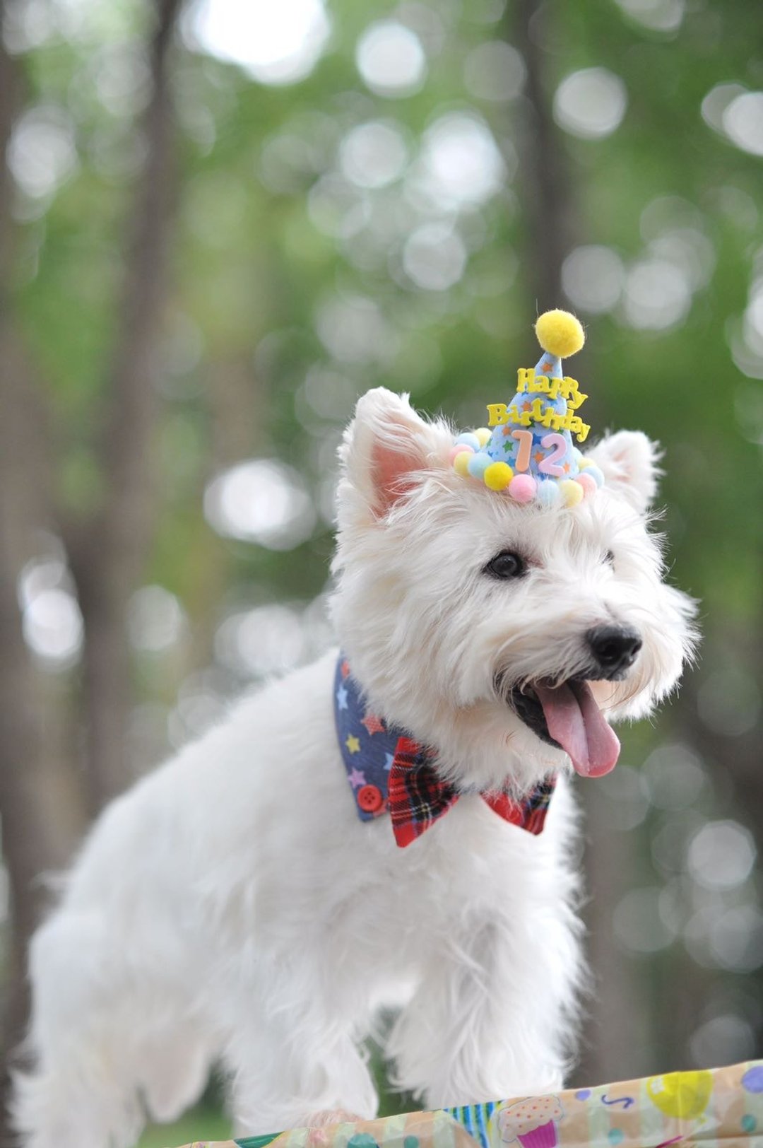 宠物 猫犬用  岁数  生日帽 生日会必备 - 衣/帽 - 棉 多色