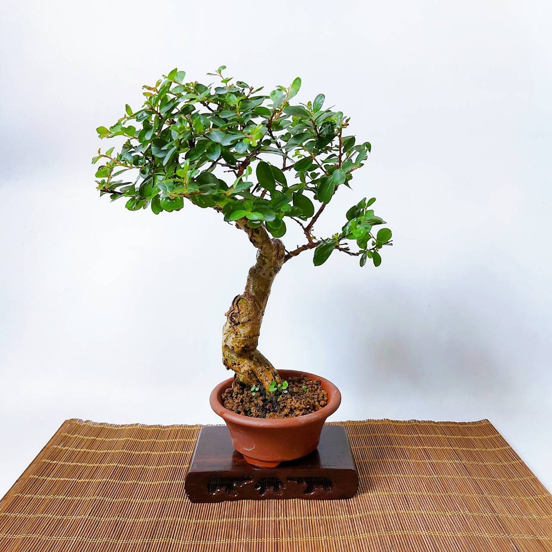 小品盆栽【日本紫薇・サルスベリ】 - 植栽/盆栽 - 植物．花 