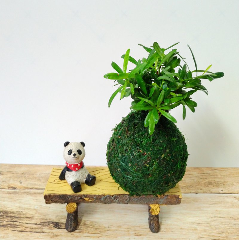 居家幸福苔球 苔玉 绿色水苔 五行幸运植物 罗汉松 - 植栽 - 植物．花 