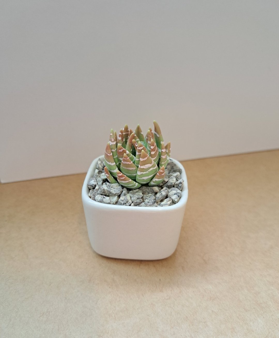 #一棵# 十二之卷-黏土多肉植物-手作版1 - 植栽/盆栽 - 粘土 绿色
