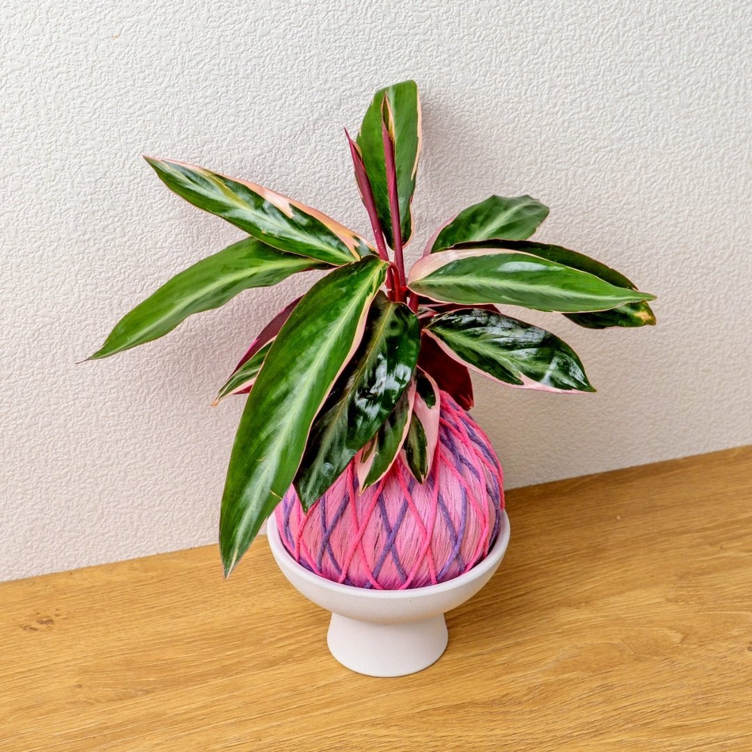 苔球植物 彩虹竹芋粉紫苔球加磨砂高脚钵 苔球 苔玉 礼物 - 植栽/盆栽 - 植物．花 绿色