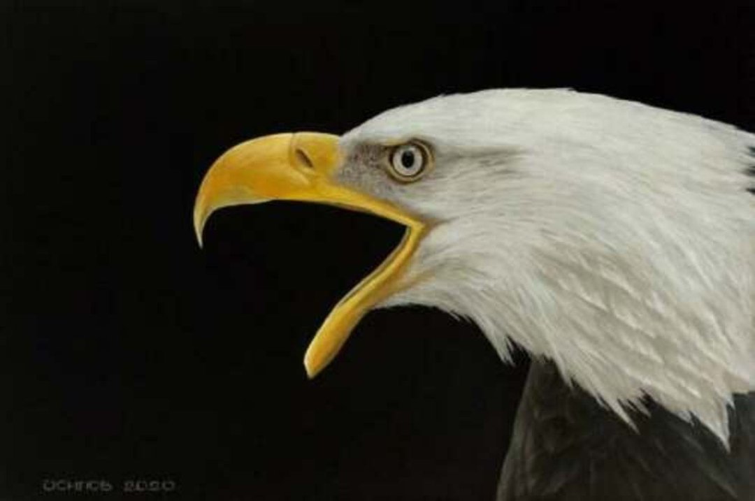 Original Oil Painting On Canvas Eagle Painting Modern Artwork Large Painting - 墙贴/壁贴 - 棉 多色