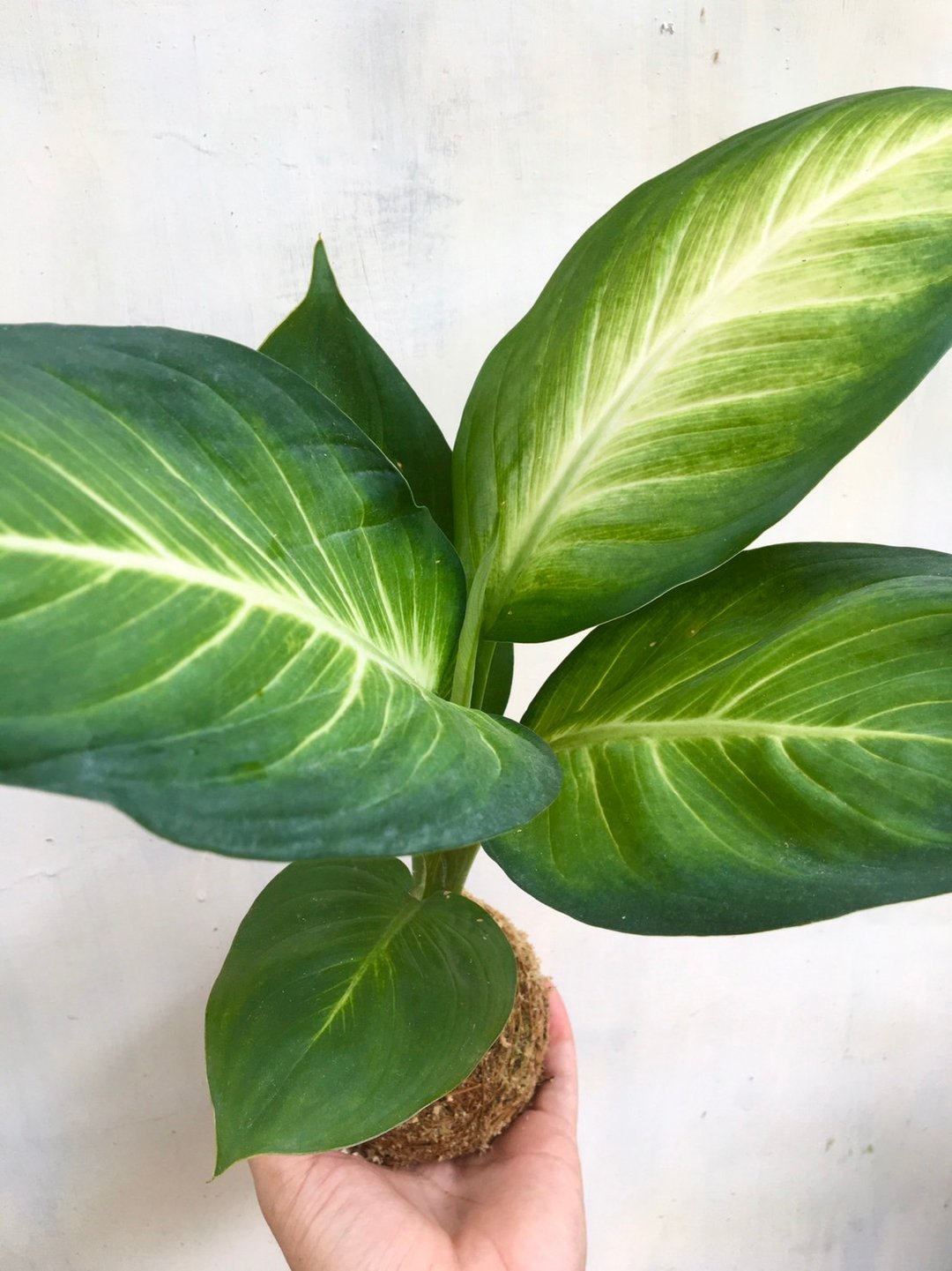 【玛丽安粗肋草水苔球】水苔球 居家植物 观叶植物 室内植物 - 植栽/盆栽 - 植物．花 