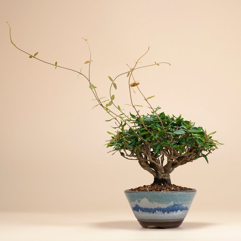 【日本植物】缩缅葛 小品盆景 居家阳台 窗台植物 - 植栽/盆栽 - 植物．花 