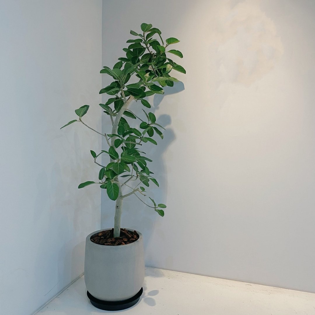开幕送礼盆栽-富贵榕 - 植栽/盆栽 - 植物．花 