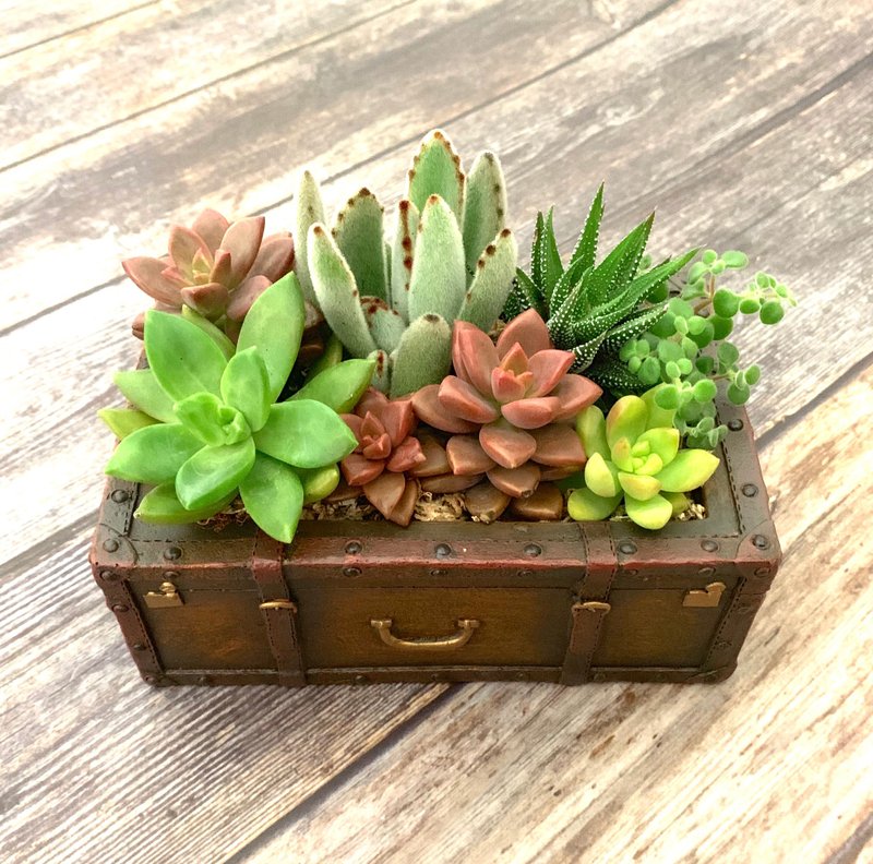 【盆栽】多肉宝盒 复古提箱多肉组盆定制/送礼 疗愈摆饰 毕业礼物 - 植栽/盆栽 - 植物．花 多色