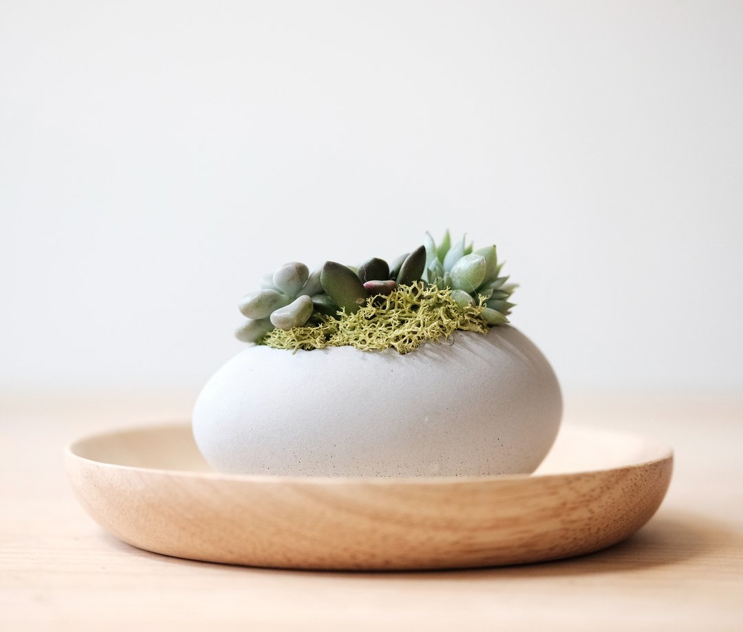 横式鹅蛋水泥盆-多肉盆栽材料包 Succulents potted - 植栽/盆栽 - 水泥 多色