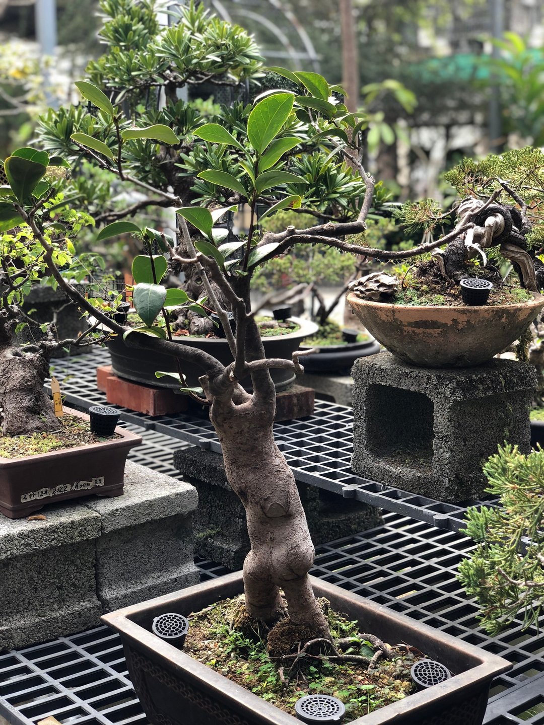 花彩Suzalon 榕树 正榕 老盆 盆景 - 植栽/盆栽 - 植物．花 绿色