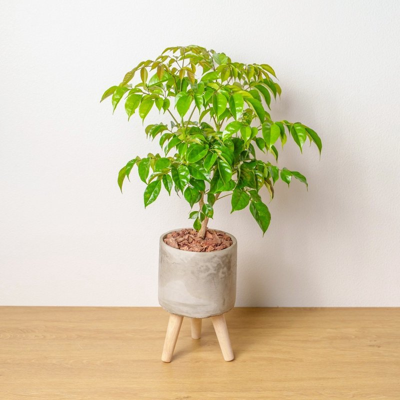 旺旺树 水泥盆栽 落地盆栽 小高木脚水泥盆栽 开幕送礼 乔迁礼物 - 植栽/盆栽 - 植物．花 灰色