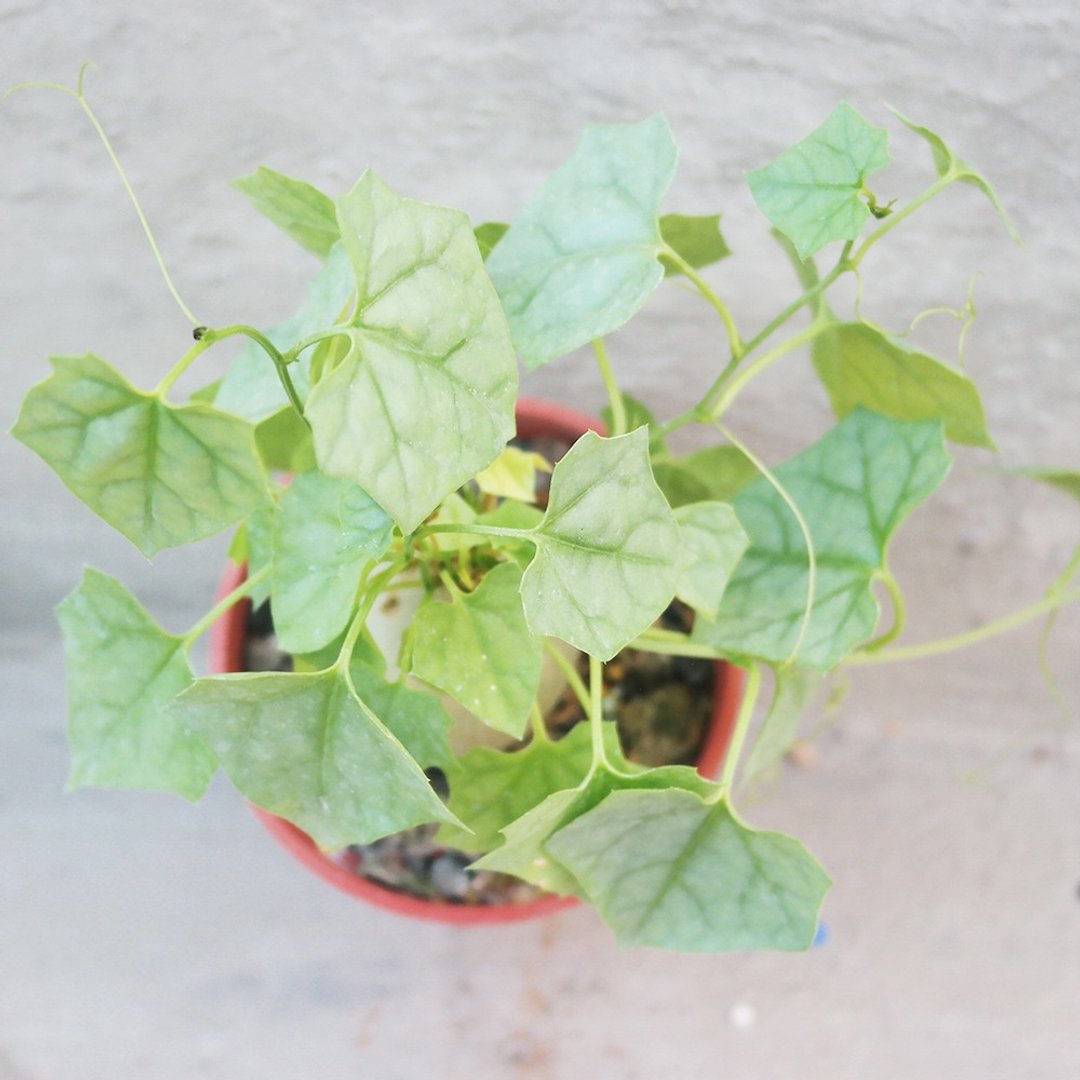 【豆豆多肉】【银叶睡布袋】乔迁│送礼│升迁│多肉植物 - 植栽/盆栽 - 植物．花 