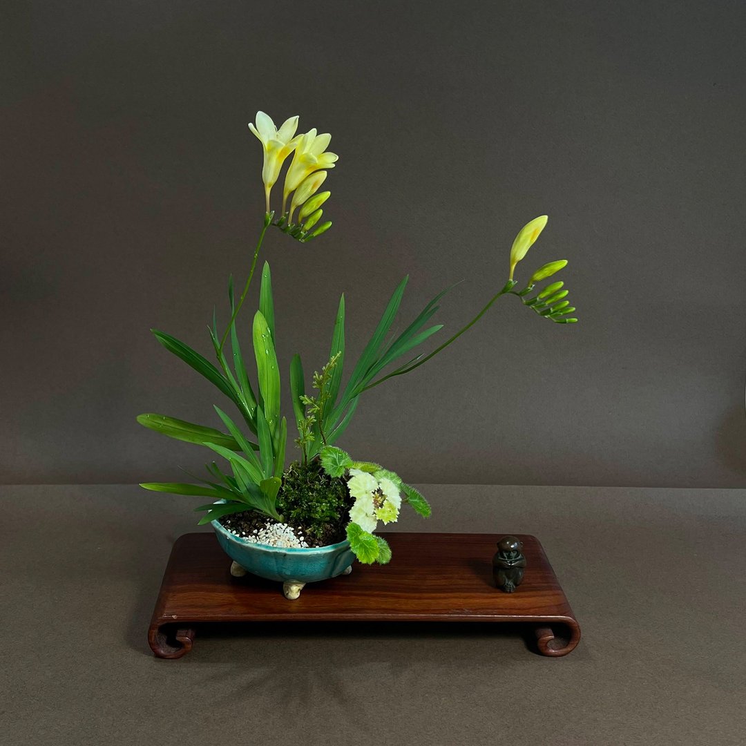 日本柴胜钵∣原生小苍兰山野草盆栽 开花中 - 植栽/盆栽 - 陶 