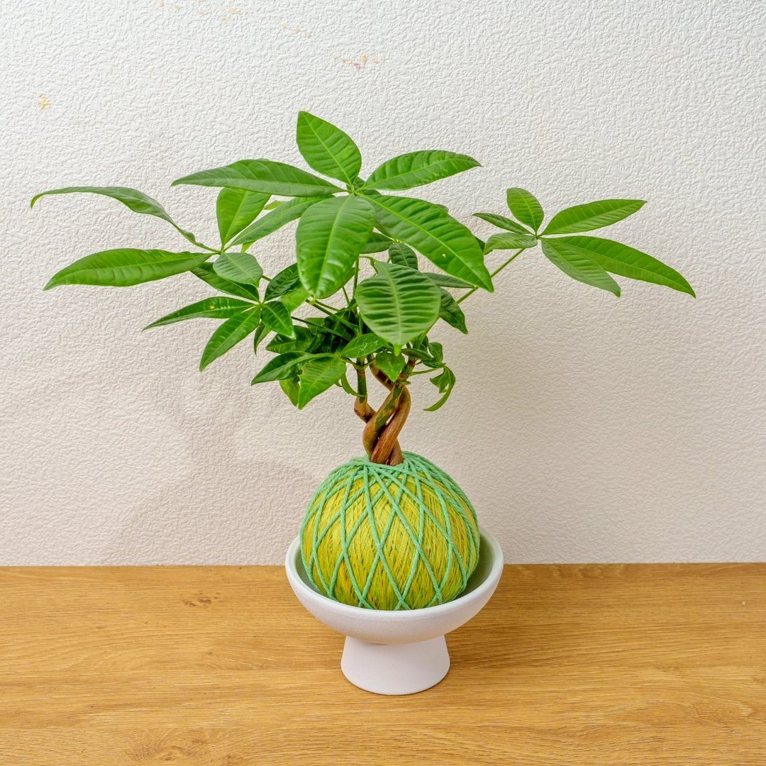 苔球植物 马拉巴栗粉绿苔球加磨砂高脚钵 苔球 苔玉 礼物 - 植栽/盆栽 - 植物．花 绿色