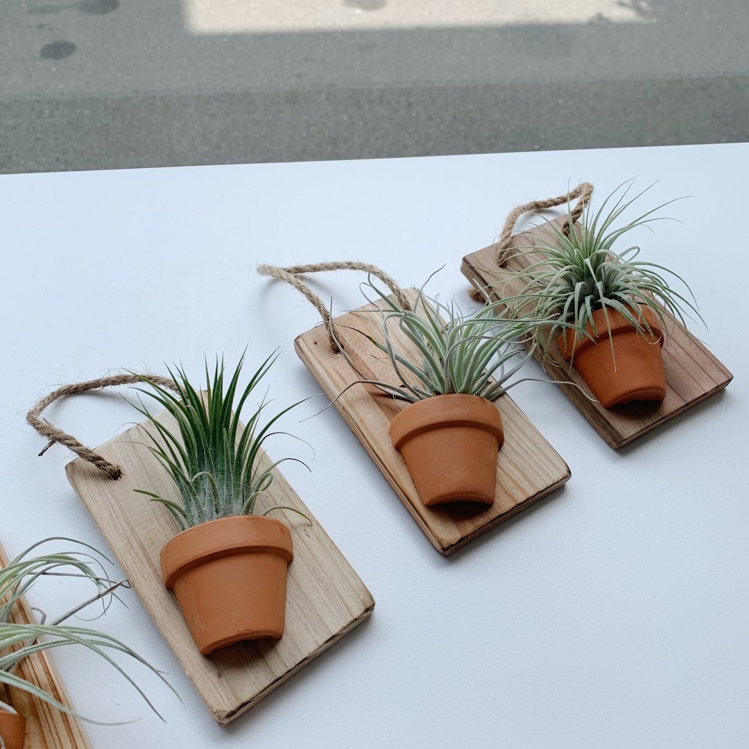 / 空气凤梨 / 板植摆饰 - 植栽/盆栽 - 植物．花 绿色