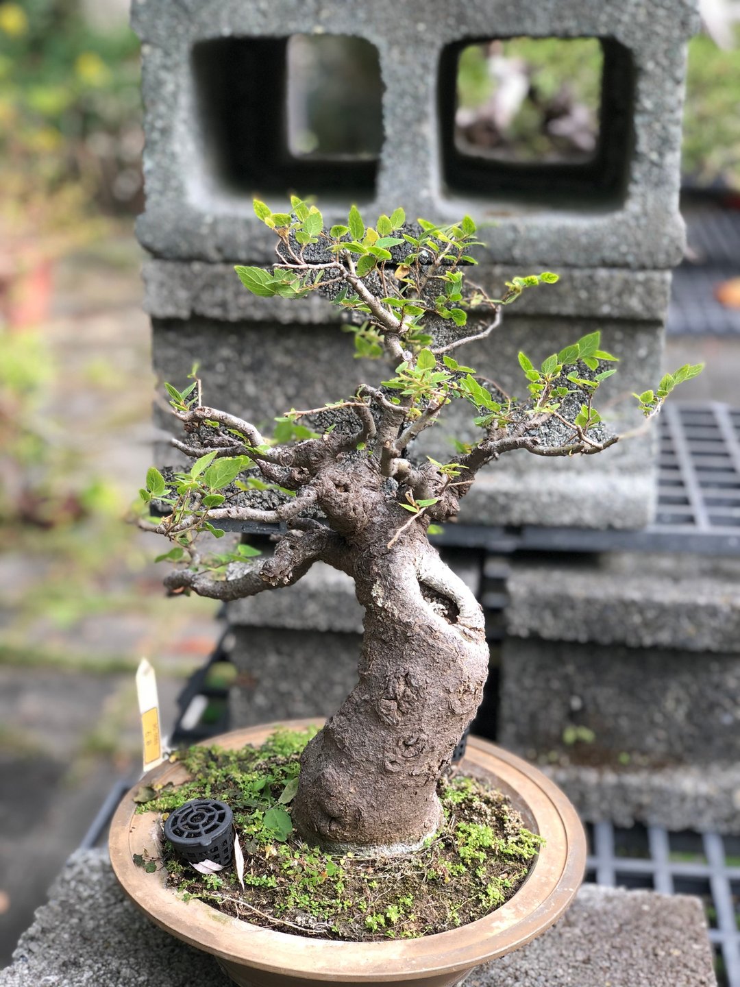 花彩Suzalon 罗汉松 金钱松 盆景 老盆 - 植栽/盆栽 - 植物．花 绿色