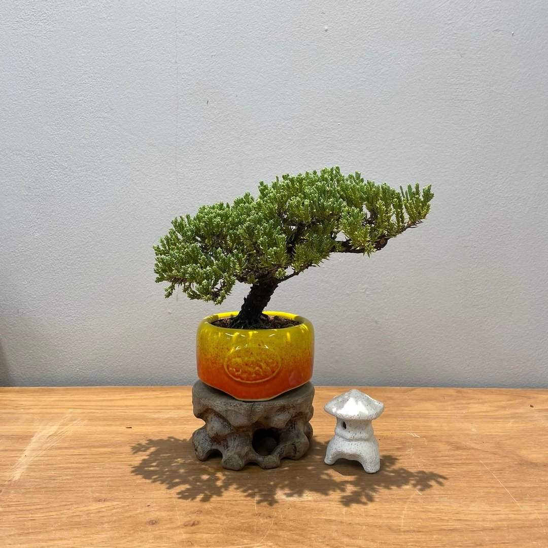 珍珠柏Juniperus chinensis L.| 盆景星球 Bonsai Planet - 植栽/盆栽 - 植物．花 