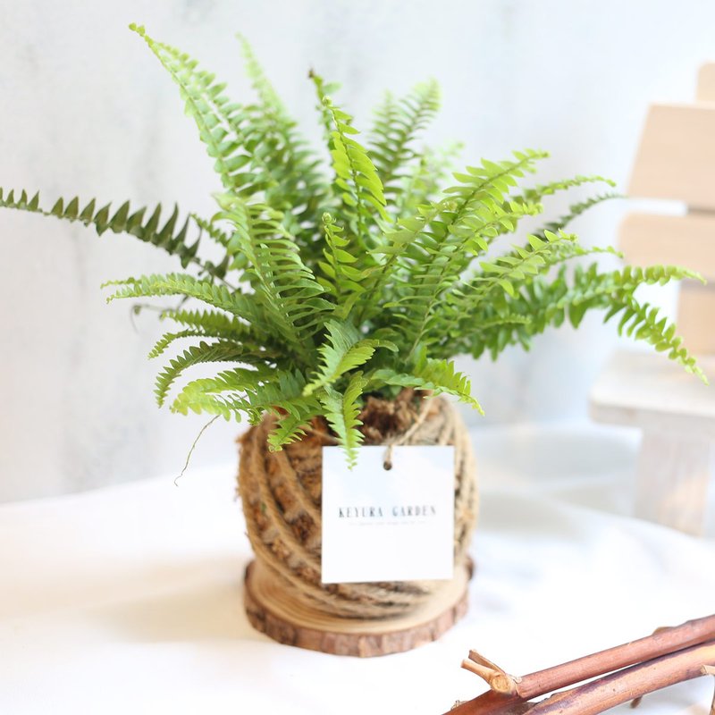 PD01肾蕨小苔球 / 宠物友善室内植栽 - 植栽/盆栽 - 植物．花 