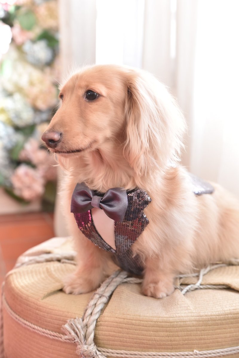 Angel Nina 宠物 围兜 领巾 脖围 西装 - 衣/帽 - 棉．麻 粉红色