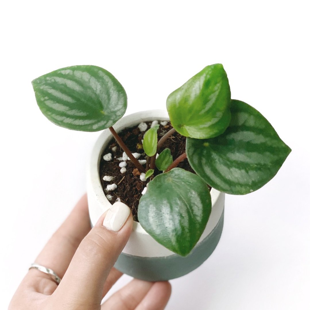 (预购)莫兰迪绿系列 | 西瓜皮椒草 小西瓜 圆形双色水泥观叶植栽 - 植栽/盆栽 - 植物．花 绿色