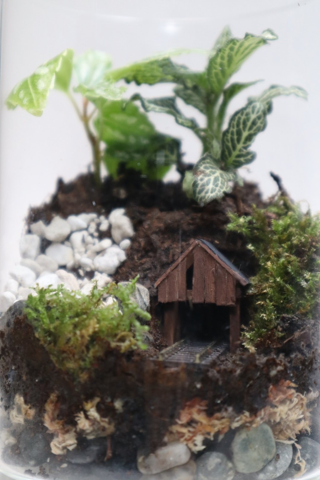 【微景观】矿山历藓记 - 苔藓组盆/室内植物/矿山铁道 - 植栽/盆栽 - 玻璃 绿色