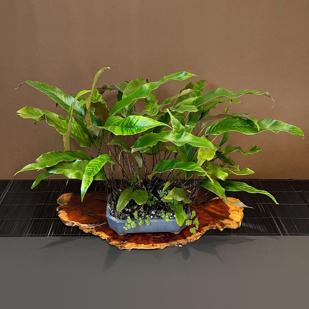 日本山房切角长方钵∣变异斑叶石韦 雨林山野草 - 植栽/盆栽 - 陶 