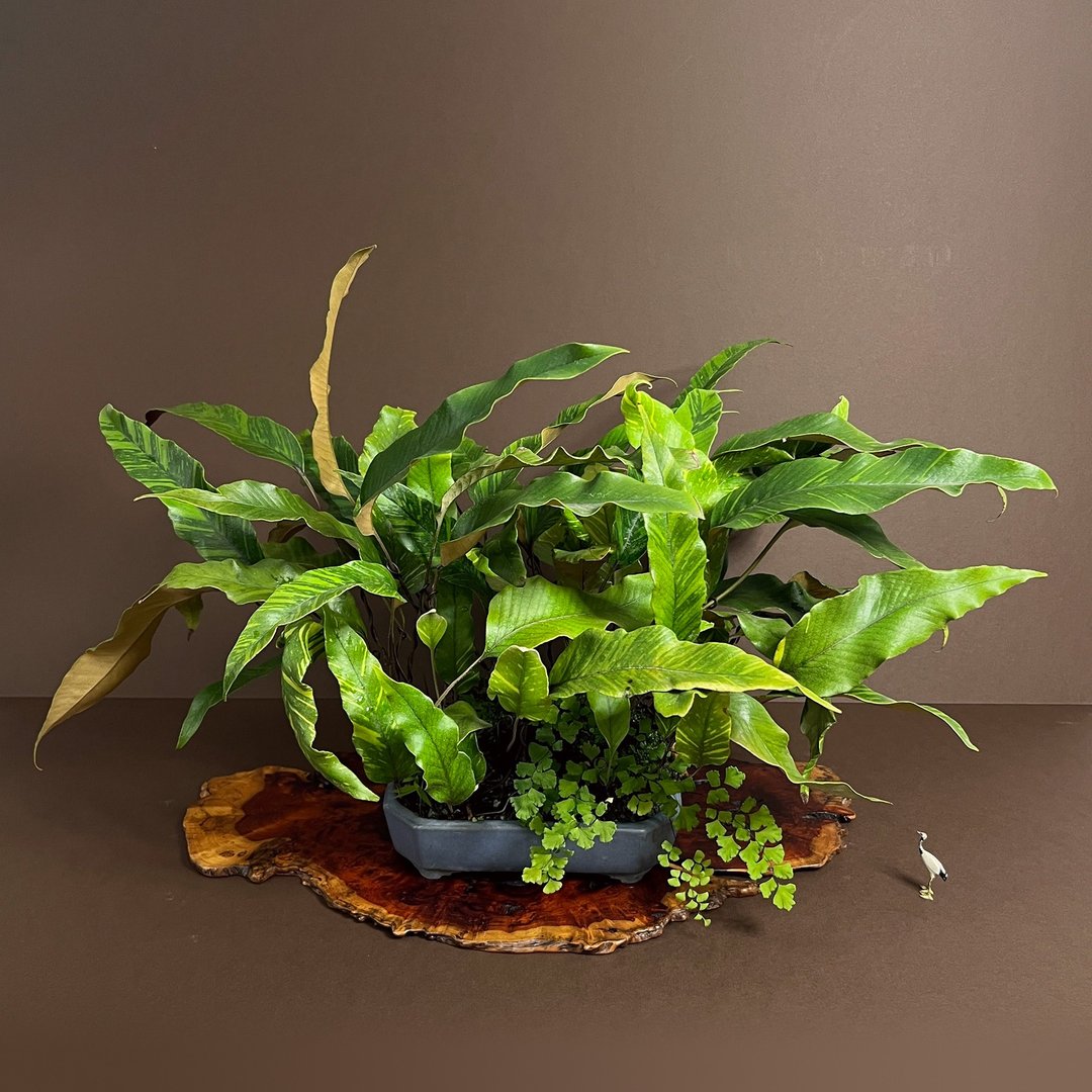 日本山房切角长方钵∣变异斑叶石韦 迎宾级山野草 - 植栽/盆栽 - 陶 