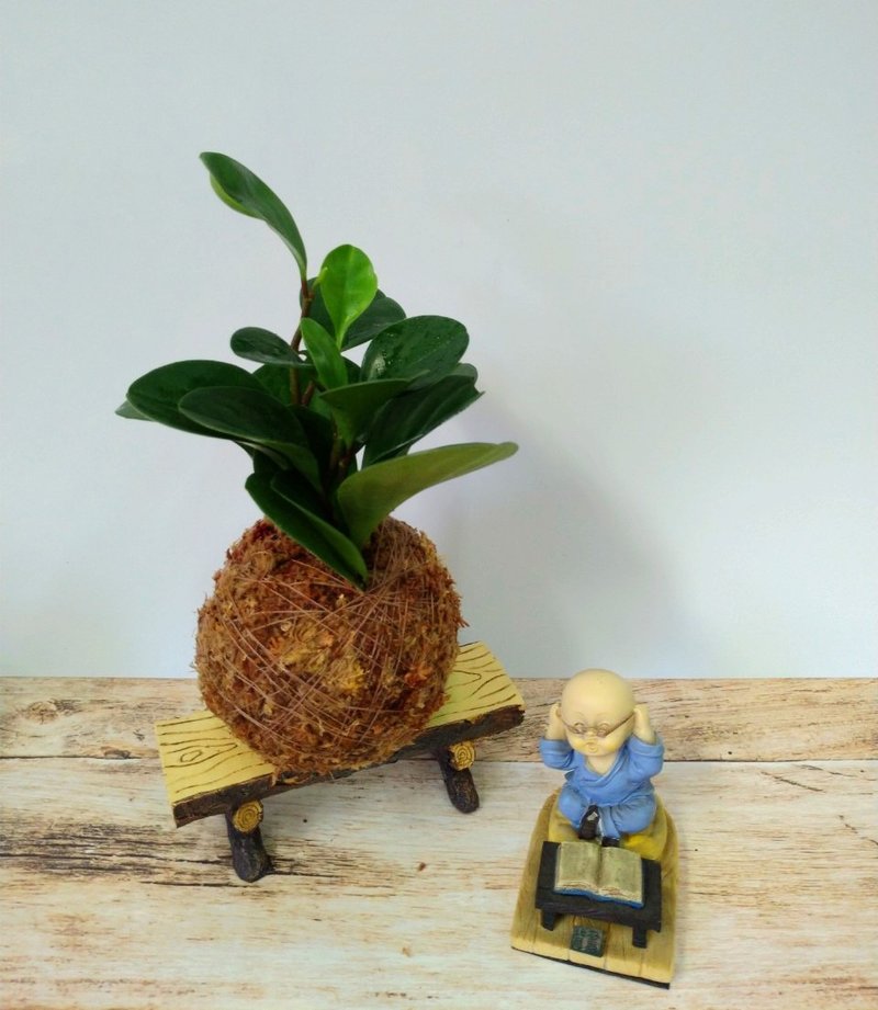 居家幸福苔球 苔玉 智利原色水苔 五行幸运植物 圆叶椒草 - 植栽 - 植物．花 