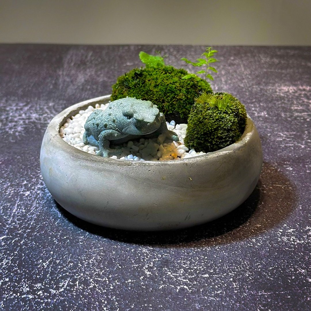 自然苔玉美学 –石蟾 - 植栽/盆栽 - 植物．花 