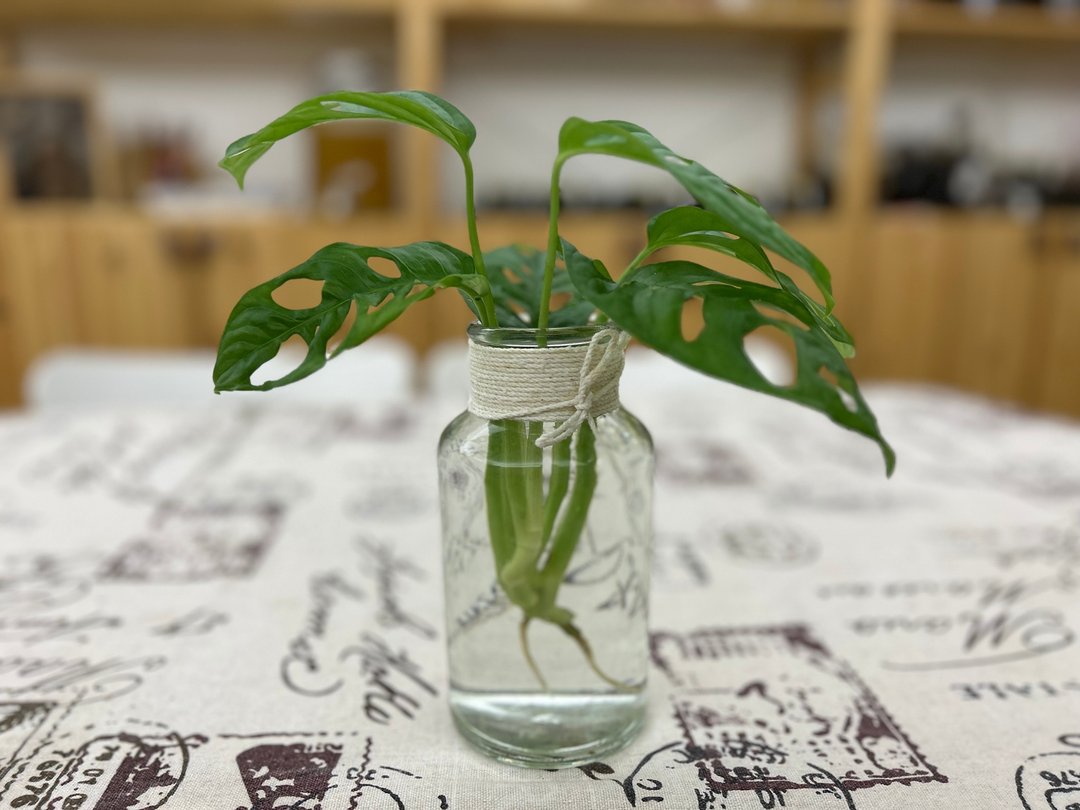 水耕 洞洞绿曼绒 京王子【京王本铺】好生好养 - 植栽/盆栽 - 玻璃 透明