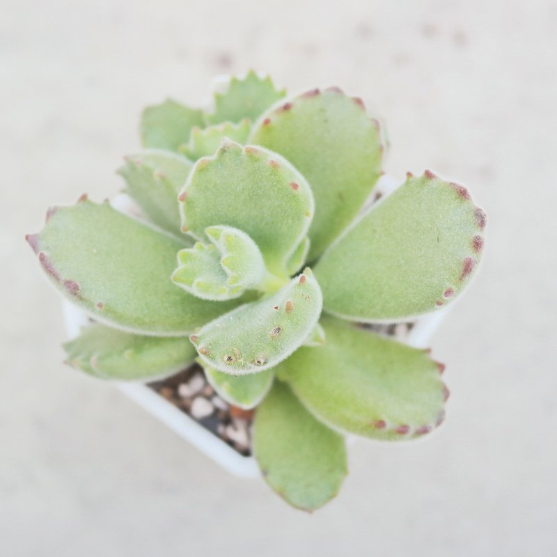 【豆豆多肉】【熊童子】乔迁│送礼│升迁│多肉植物 - 植栽/盆栽 - 植物．花 