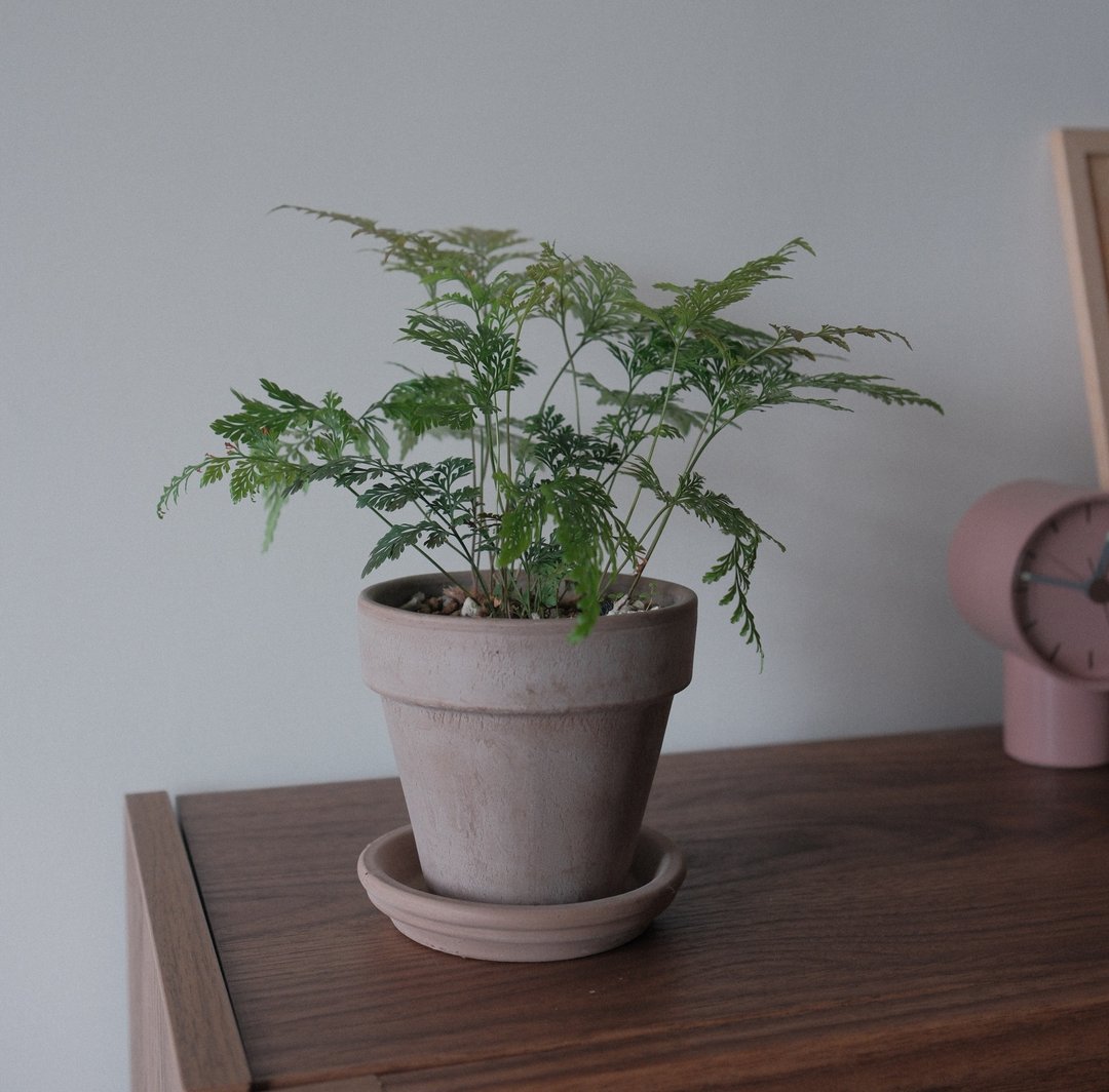 斐济骨碎补 - 植栽/盆栽 - 植物．花 