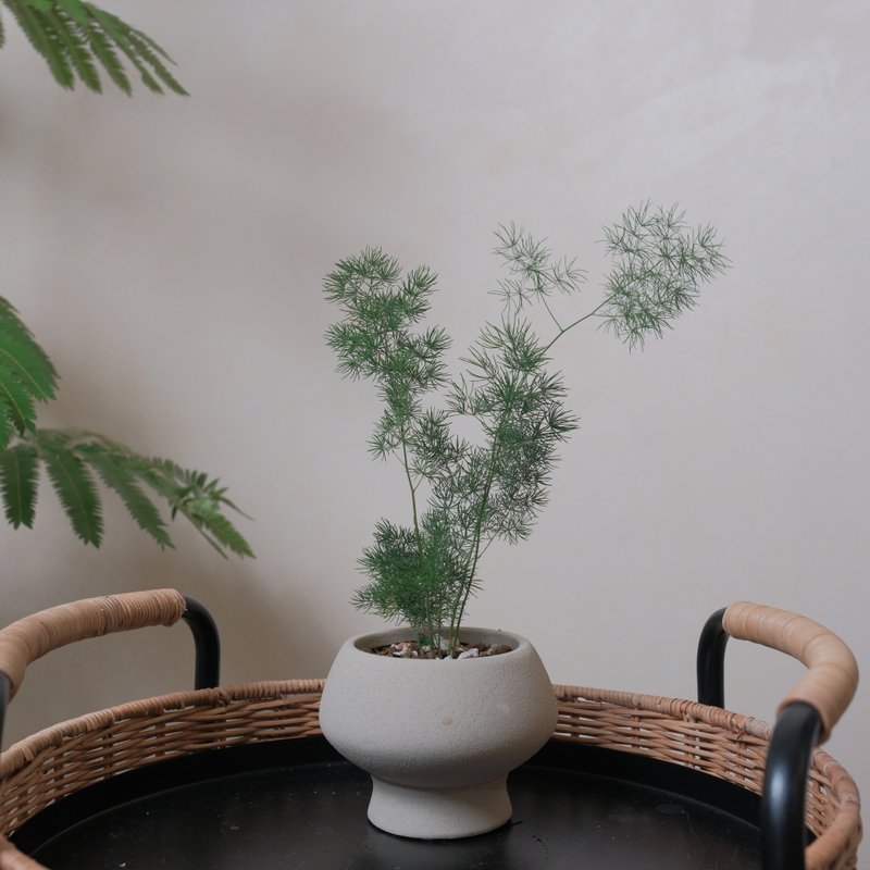松叶武竹 - 植栽/盆栽 - 植物．花 