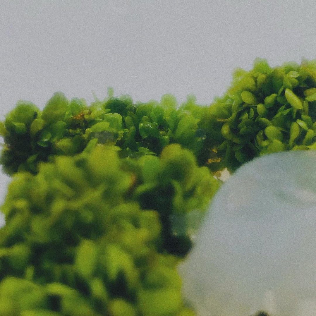 【新植物限量款— 海岸拟茀蕨】许愿玻璃球 2号瓶 懒人盆栽 办公 - 植栽/盆栽 - 植物．花 