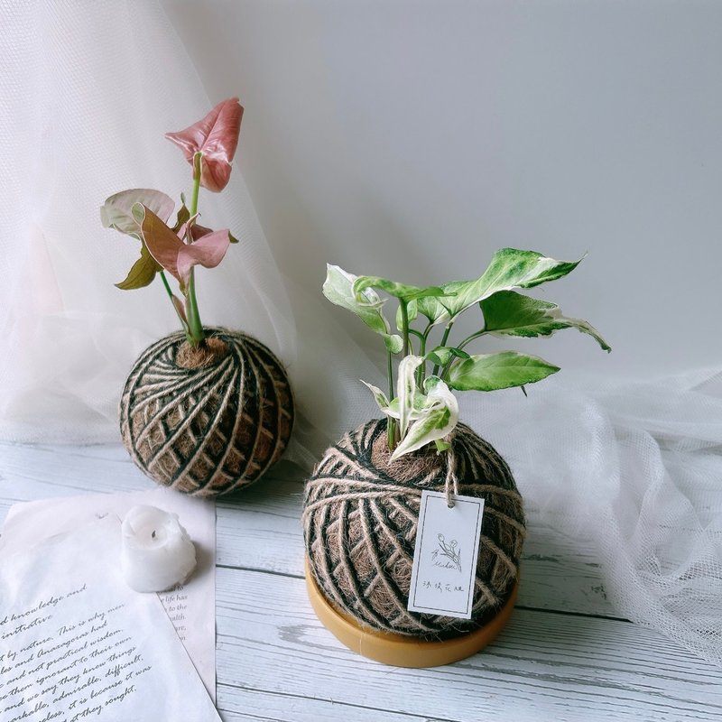 小苔球 合果芋 植栽 室内植物 - 植栽/盆栽 - 植物．花 