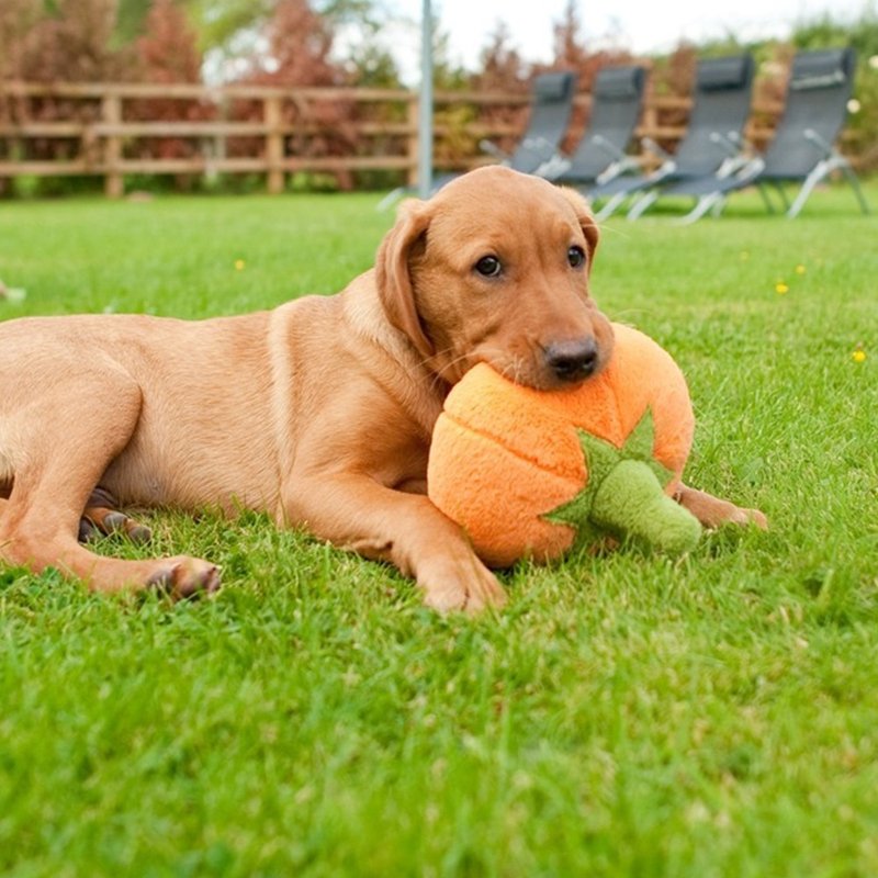 宠物玩具 狗狗 健康蔬果篮 大南瓜 啾啾声 附疗愈食谱 - 玩具 - 环保材料 